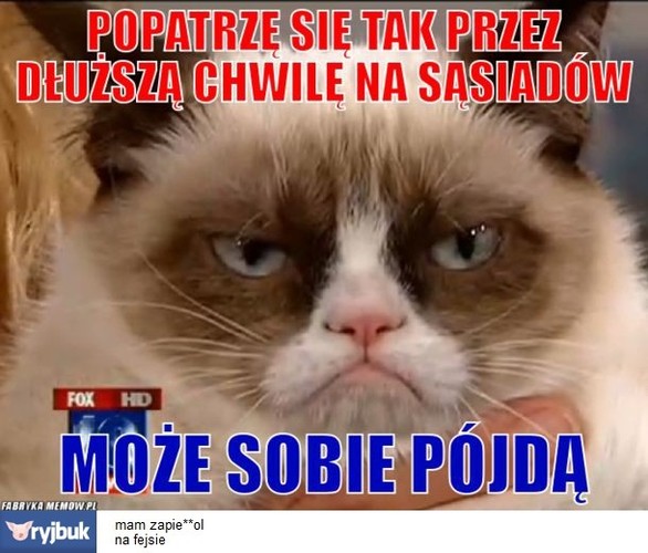 Światowy Dzień Kota - mem