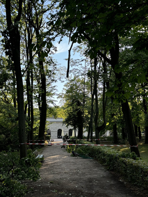 Szkody wyrządzone przez nawałnice w Łazienkach Królewskich w Warszawie.