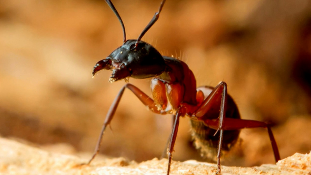 Około 120 żywych mrówek znaleźli w przesyłce z Chin funkcjonariusze śląskiej Krajowej Administracji Skarbowej. Owady, które były ukryte w plastikowej zabawce, decyzją lekarza weterynarii trafiły na kwarantannę.