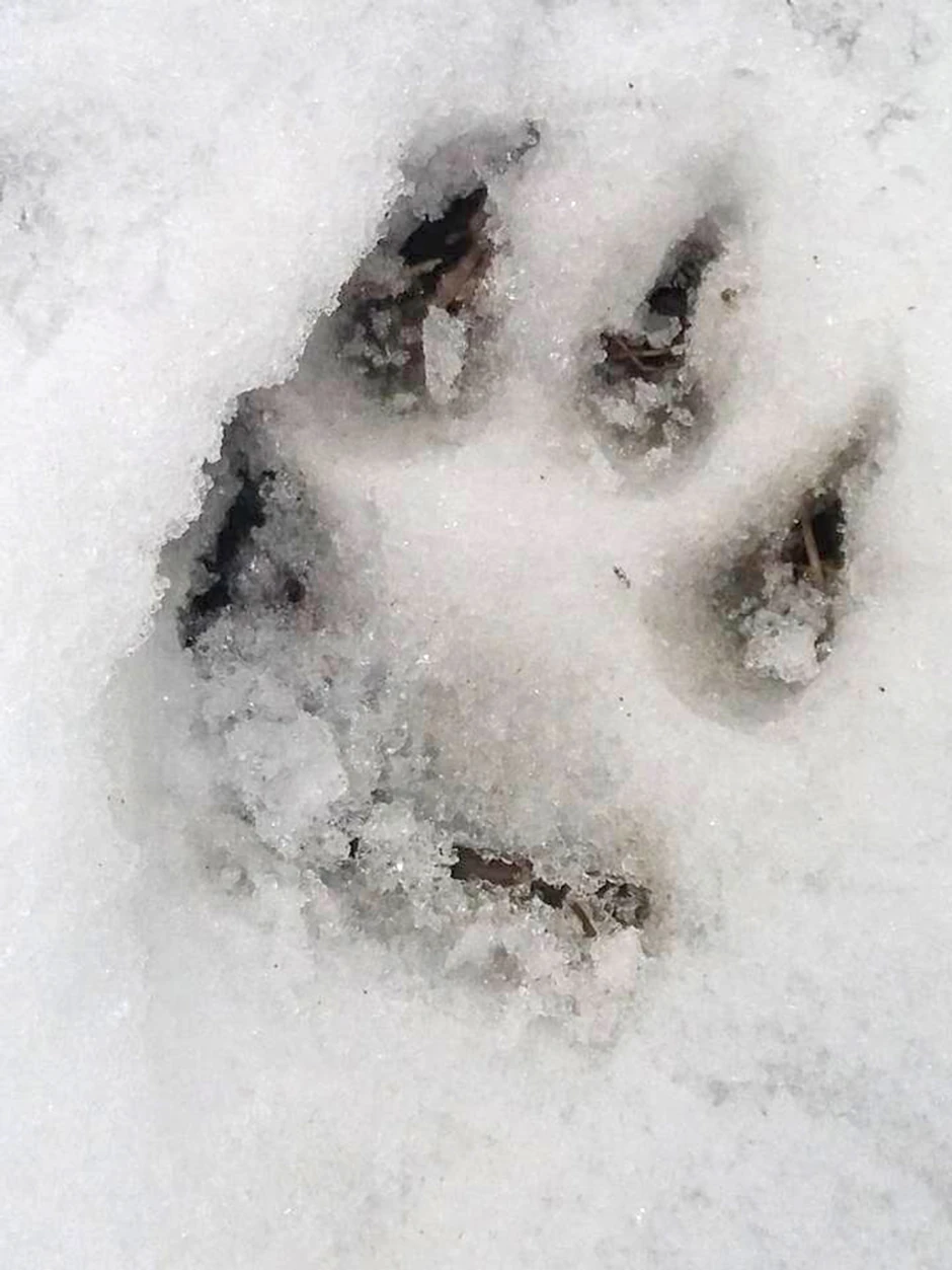 Tragovi medveda u snegu 