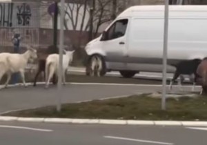 Koze na Novom Beogradu