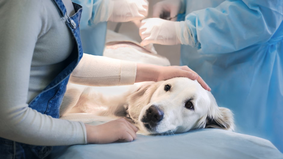 Kastrowanie psa może przeprowadzić tylko lekarz weterynarii - alexsokolov/stock.adobe.com