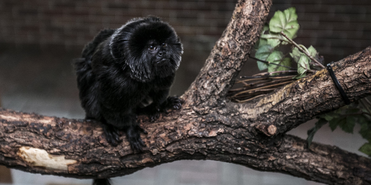 Nowa Małpka w Chorzowskim Zoo