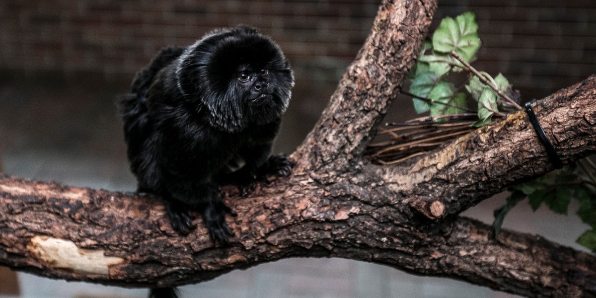 Nowa Małpka w Chorzowskim Zoo