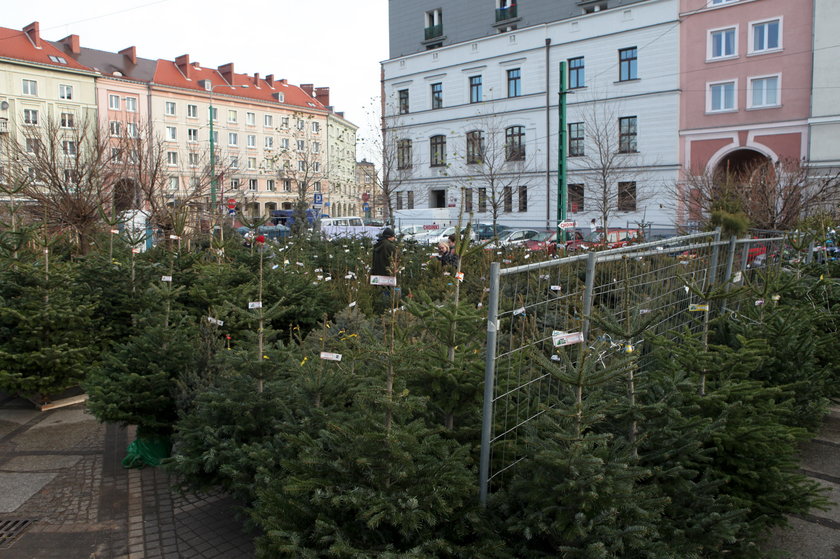 W Poznaniu ruszył sezon sprzedaży choinek