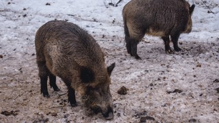 Program zwalczania ASF na 2022 r. przewiduje m.in. finansowanie odstrzału dzików