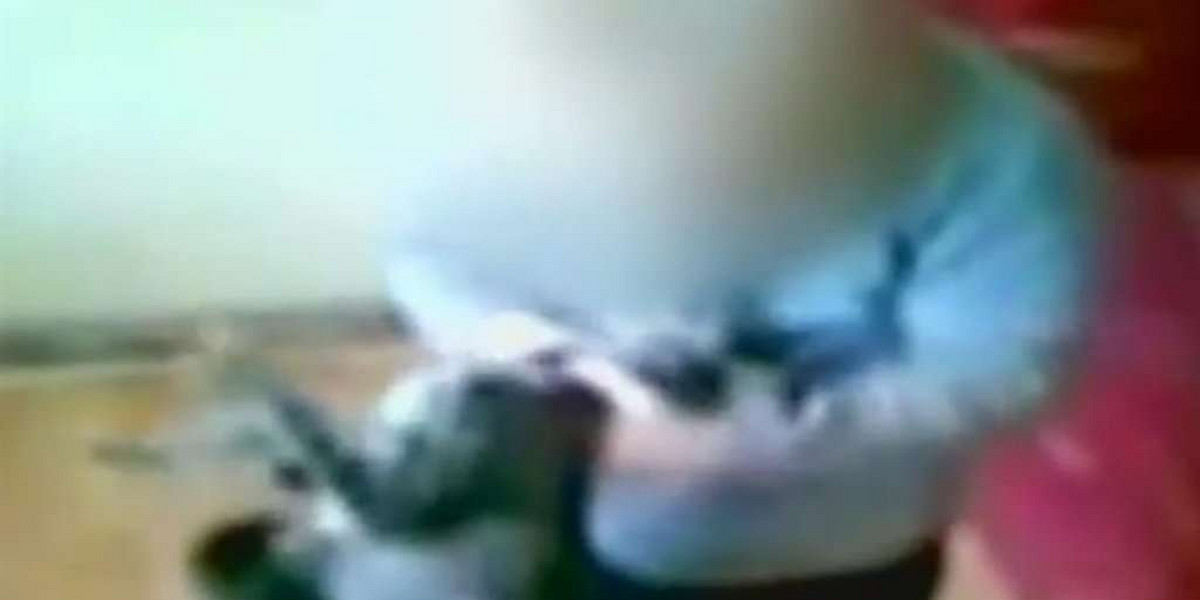 3-latek maltretował kota! Urzędnicy zwierzęta jego rodzinie
