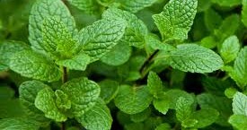 menta_0