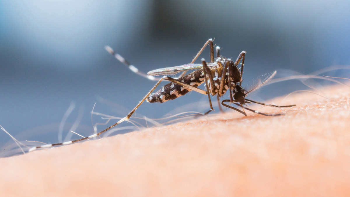 Tegoroczna plaga komarów uprzykrza letnie wieczory na świeżym powietrzu. Środki, które mają je odstraszać albo są nieskuteczne, albo odstraszają swoim zapachem ludzi. Są jednak bardziej aromatyczne i naturalne metody na pozbycie się owadów - zioła.