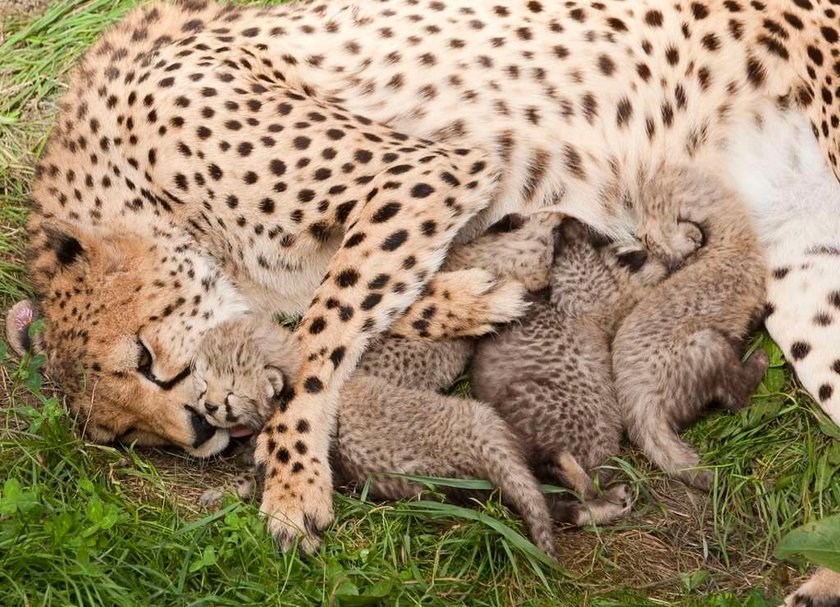 UWAGA! Oto najgorsze polskie zoo. Higiena woła o pomstę do nieba!