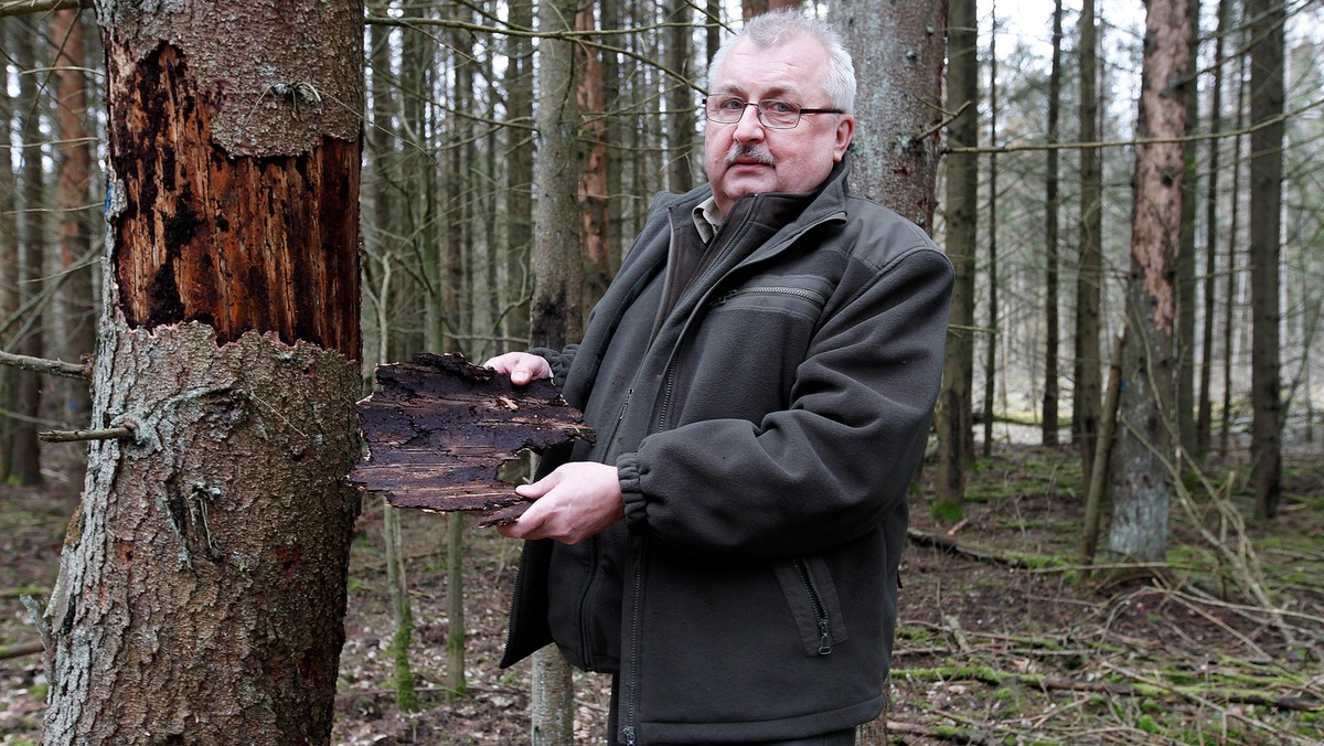 PUSZCZA BIAŁOWIESKA GRADACJA KORNIKA DRUKARZA (Jerzy Ługowoj)