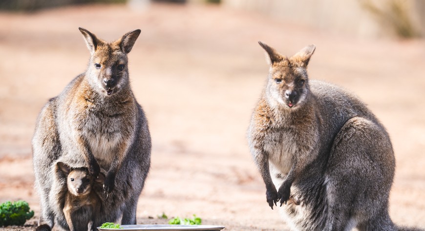 Walabia Benetta młode w torbie 