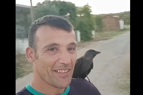 Vatrogasac pronašao čavku sa slomljenim krilom i odneo je kući da joj pomogne: Ono što je uradila nakon oporavka oduševilo je internet (VIDEO)