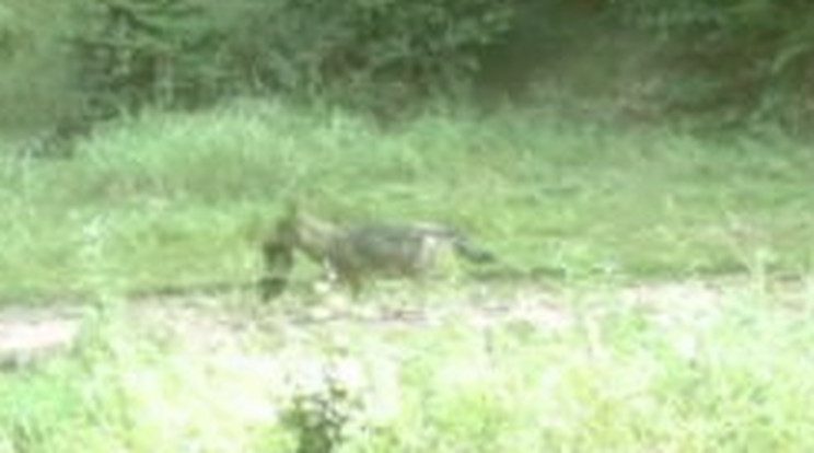A farkas egy kisebb állatot ejtett el/ Fotó: Bükki Nemzeti Park