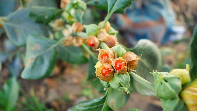 Ašvaganda je poznata i kao "indijski ginseng" ili "zimska trešnja": 