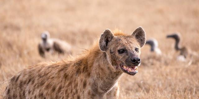 The spotted hyena is being eaten to extinction by humans | Pulselive Kenya