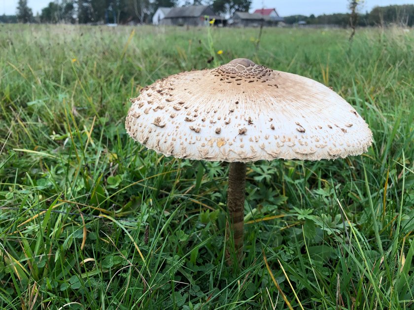 Panierowane kanie lepsze niż schabowe! Sekrety ich smażenia, suszenia i marynowania