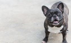 Minister rolnictwa chce czipować wszystkie psy i koty