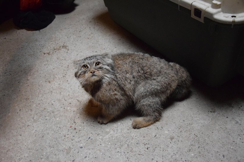 Manul ucienikier wrócił do poznańskiego zoo