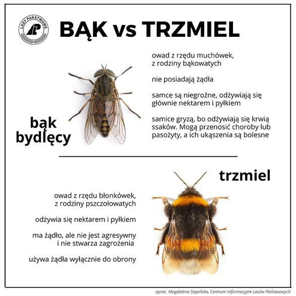 Bąk vs. trzmiel