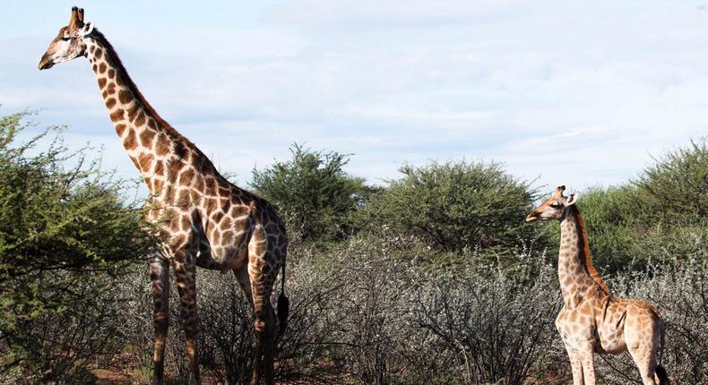 Dwarf giraffe, Nigel, pictured next to an adult male in March, 2018.