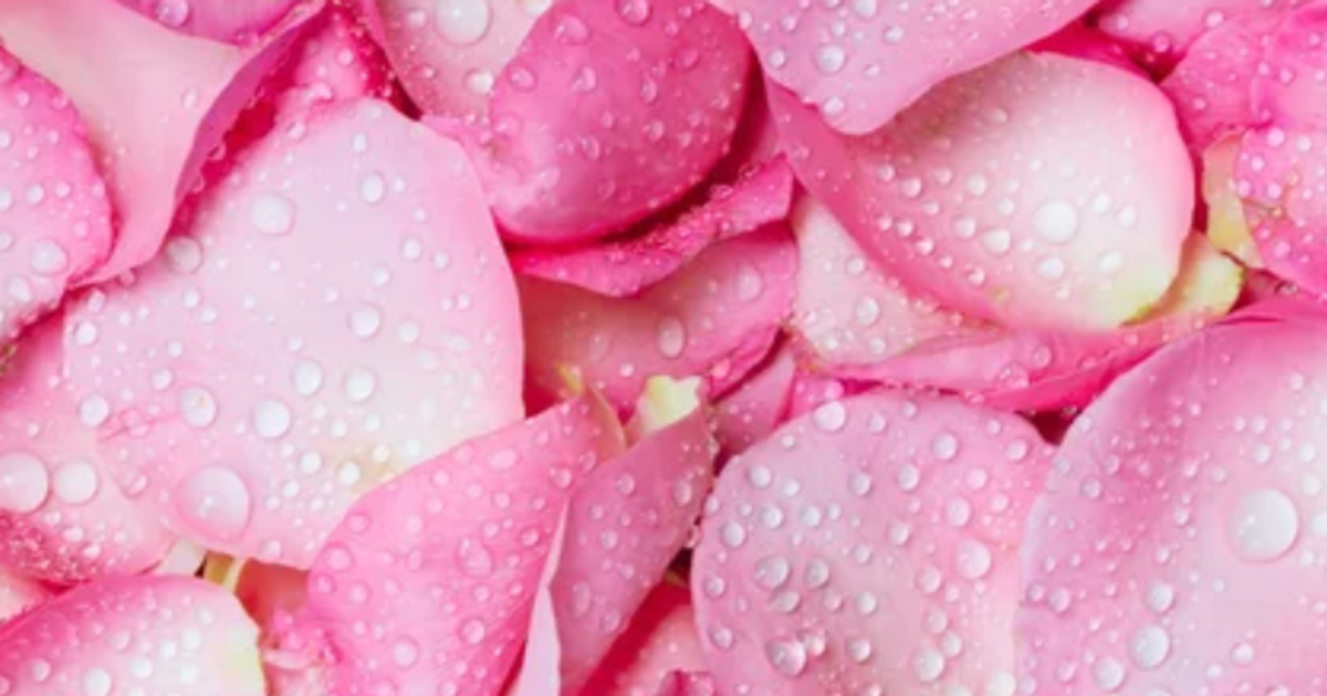 Discover the 5 beauty benefits of rose water today Pulse Nigeria