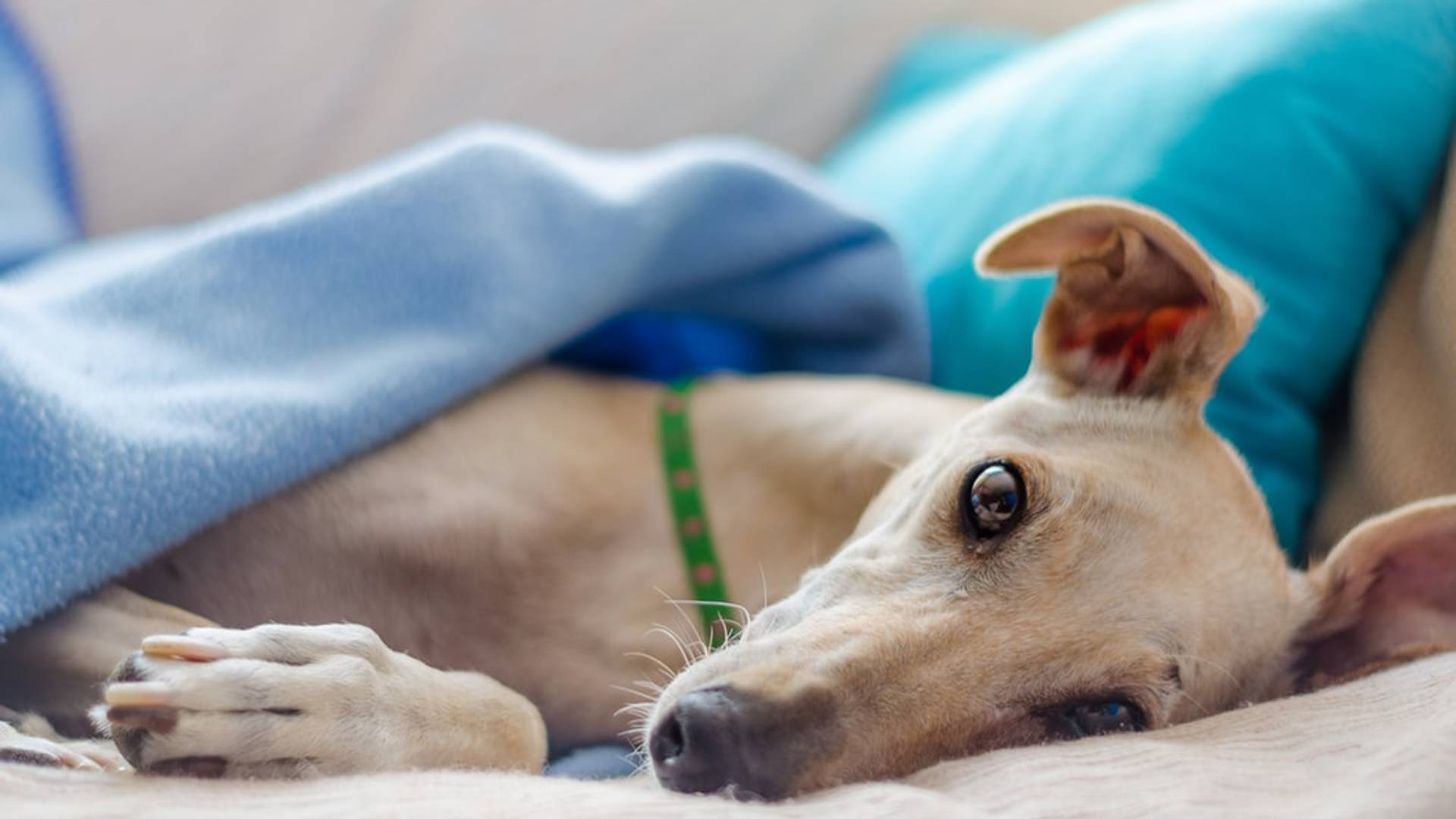 Hund läuft sich Pfoten wund aus Angst vor SilvesterFeuerwerk