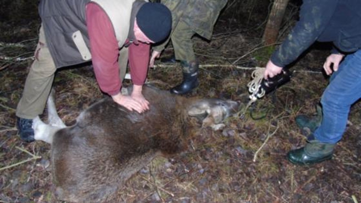 Dziwne zachowanie innych osobników zwróciło uwagę człowieka, który podjął szybkiej zdecydowane działania. Podleśniczy z Ościsłowa podczas spaceru zauważył uwięzione we wnykach zwierzę. Młody łoś był bliski śmierci.