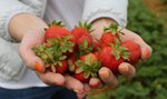 Rolnicy ostrzegają! Uwaga, podrabiają nasze truskawki