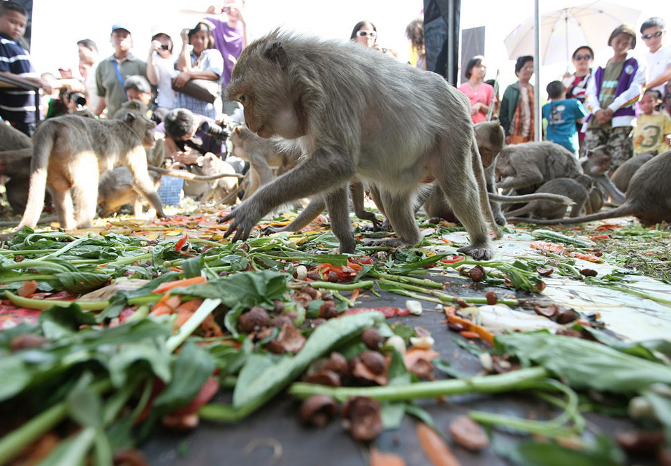 Tajlandia - małpie przyjęcie