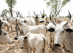 Senator Yari distributes 380 cows to APC stakeholders for Eid-el-fitr festival