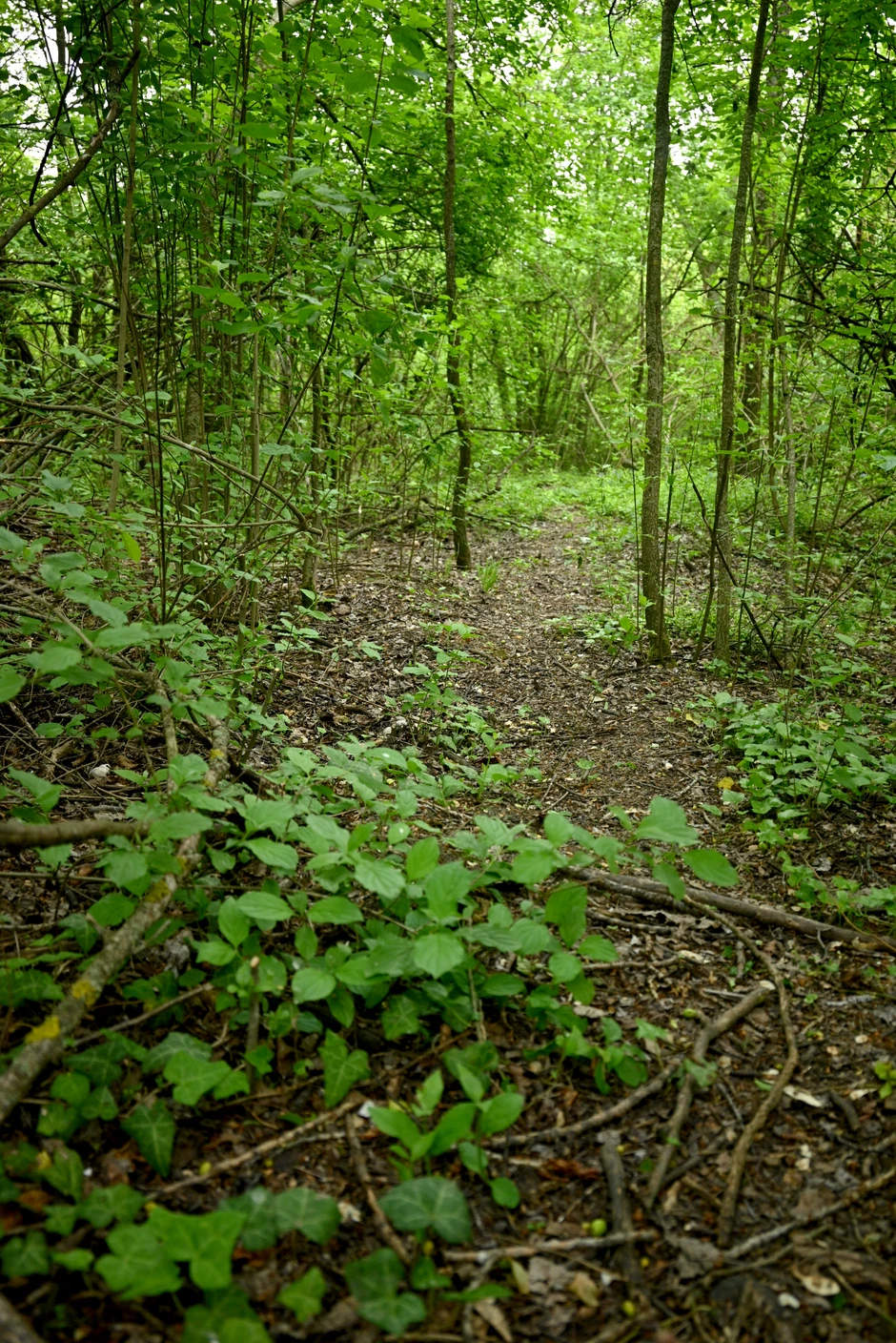 Šiblje i trnovito granje