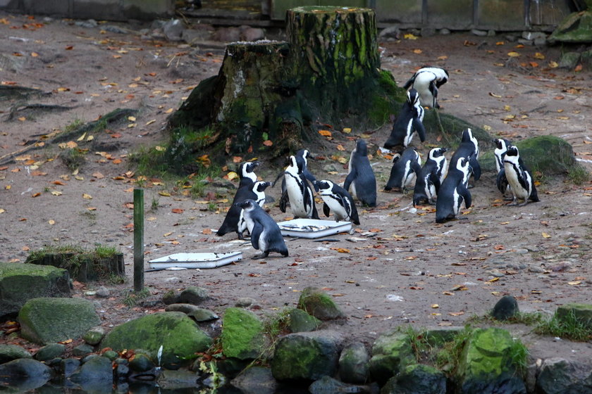 Zoo w Gdańsku Oliwie 