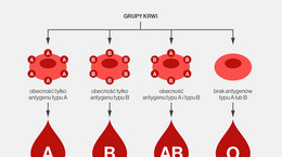 Jak dziedziczymy grupę krwi i czynnik Rh? Sprawdź, jaką grupę krwi może mieć twoje dziecko [INFOGRAFIKA]