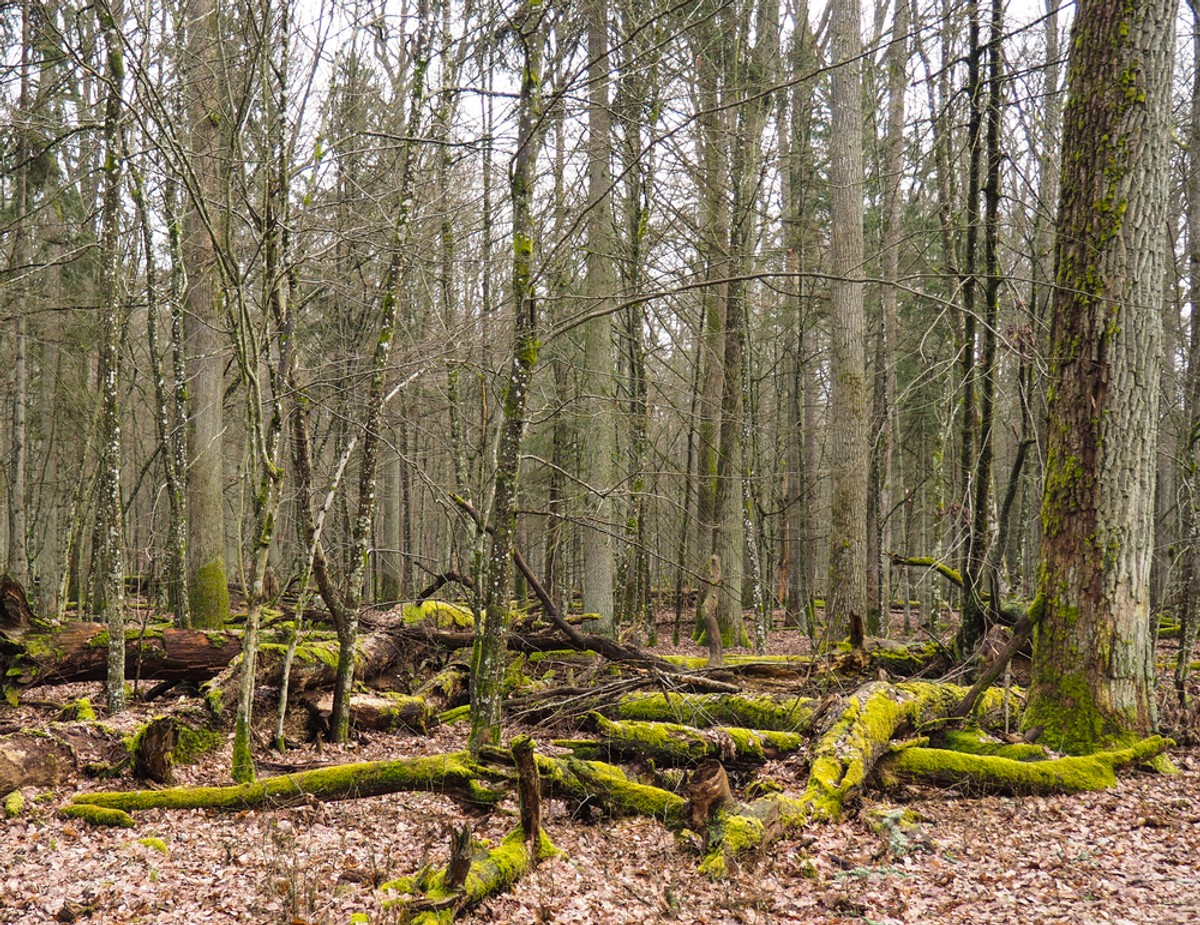 Puszcza Białowieska drzewa