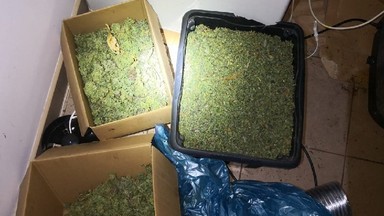 Prawie 30 kilogramów marihuany na plantacji w Bolkowie. Akcja policji