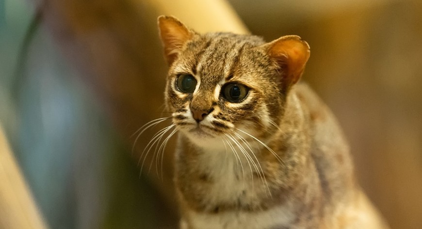  Uroczy kotek rudy to jeden z drapieżników mieszkających w ogrodzie. 