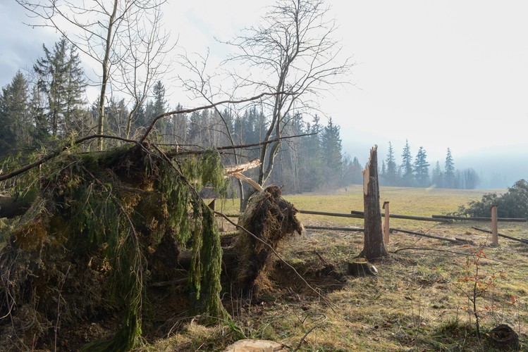 Skutki wichury w okolicach Zakopanego