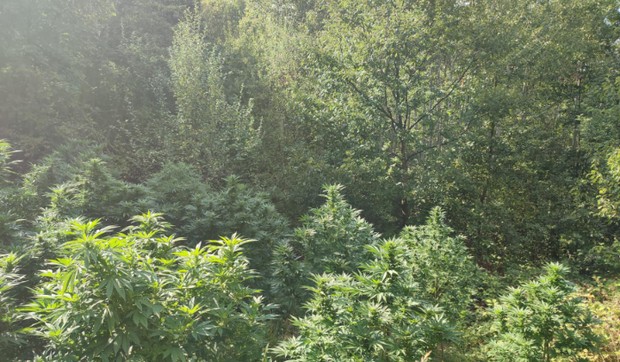 Marihuana zaplenjena na plantaži u okolini Prokuplja