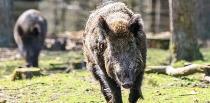 Wygłodniałe dziki grasują nad Wieprzem