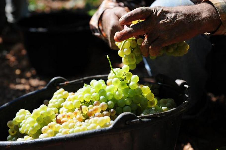 Cru de Mornag, Blanc Tradition - jakie skarby kryją tunezyjskie winnice?