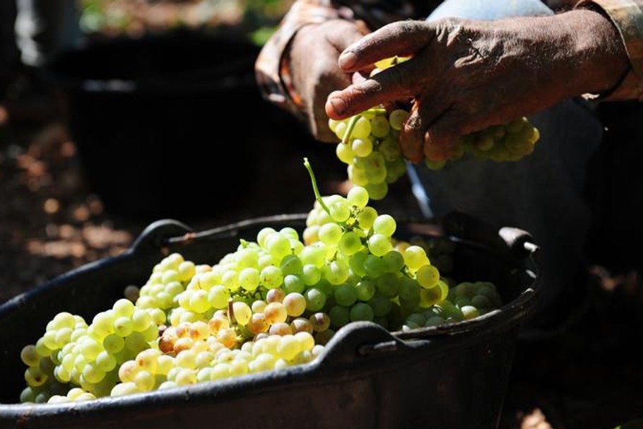 Cru de Mornag, Blanc Tradition - jakie skarby kryją tunezyjskie winnice?