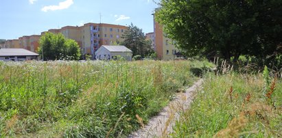 Alarm w polskich miastach. Niebezpieczeństwo czai się w trawie. "Czegoś takiego nie przerabialiśmy"