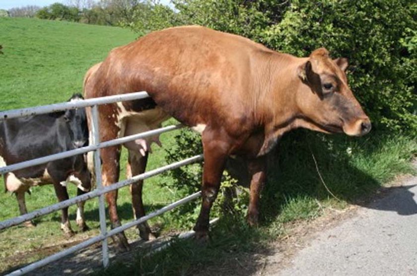 Śmieszne zdjęcia zwierząt. Krowy utknęły w dziurze