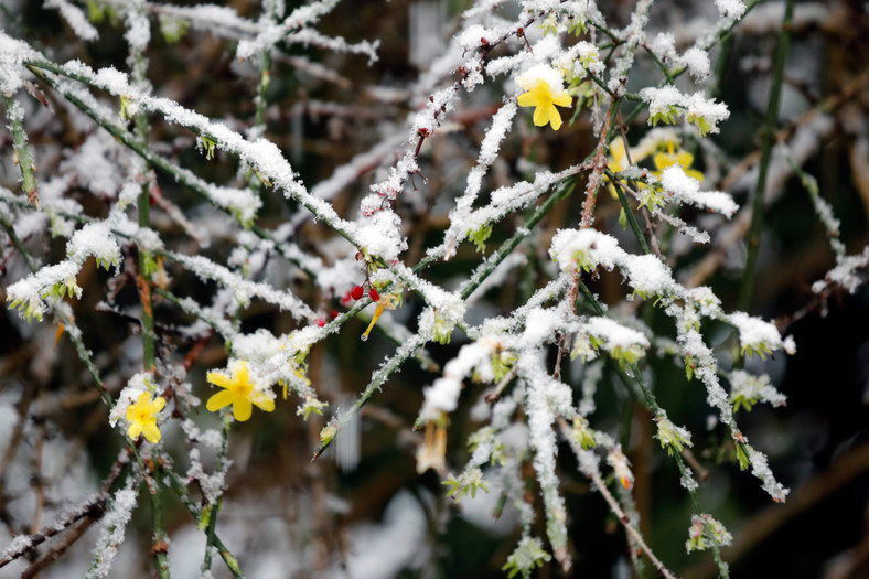 Rośliny, które kwitną zimą w ogrodzie — Jaśmin nagokwiatowy (Jasminum nudiflorum)