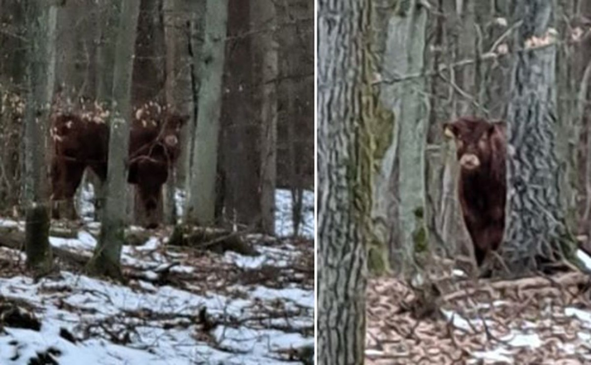 Printscreen zdjęcia byka