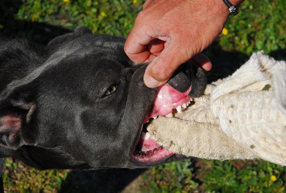 A pitbullt könnyű felhergelni / Fotó: Northfoto