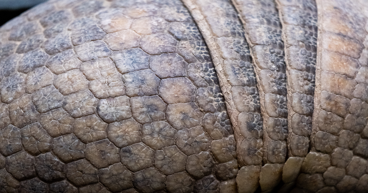 Première mondiale à Beauval : un bébé tatou albinos naît au zoo