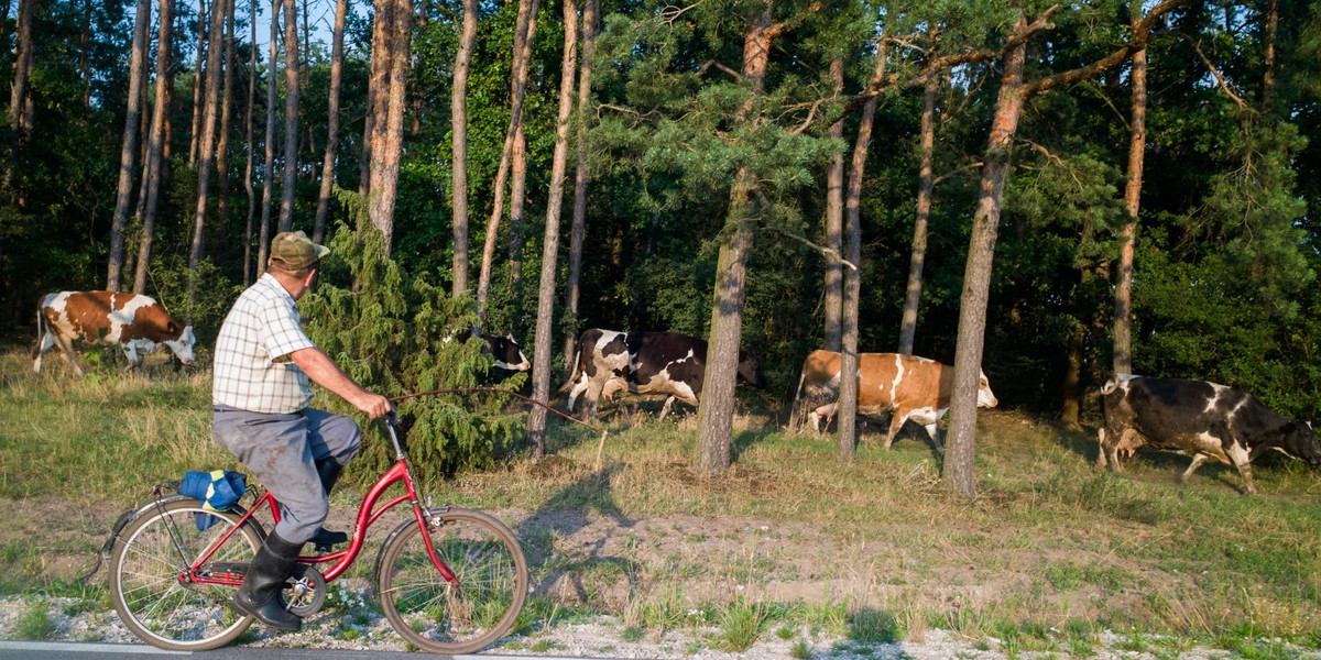 Pierwszą pomocą dla rolników, która uzyskała zgodę rządu, jest zwolnienie ze składek KRUS. Sytuacja wygląda analogicznie, jak to ma miejsce w przypadku ZUS.