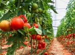 Gombe farmer earns over ₦7 million yearly from tomato and pepper farming